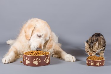 What happens if a cat eats dog clearance food