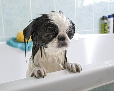 tiny wet dog in bathtub
