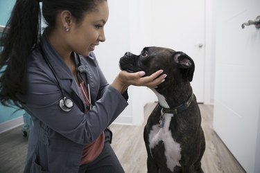 Veterinarian examining dog in clinic