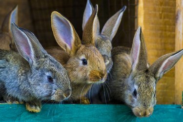 little rabbits. rabbit in farm cage or hutch. Breeding rabbits concept.Rabbits