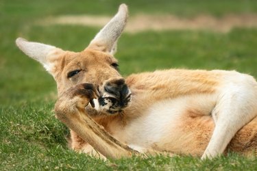 Kangaroo posing very much like a human