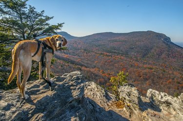 Service Dog Taking in the View