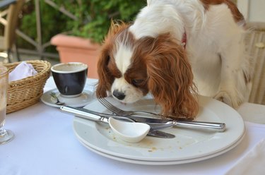 dog licking plate