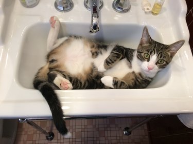 A cat in a sink