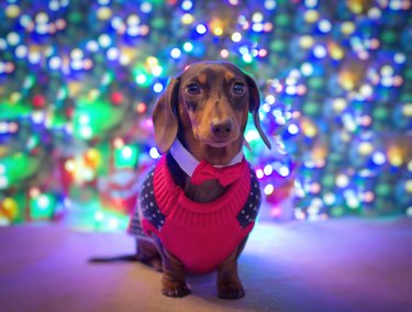 Dog with a bow tie at Christmas