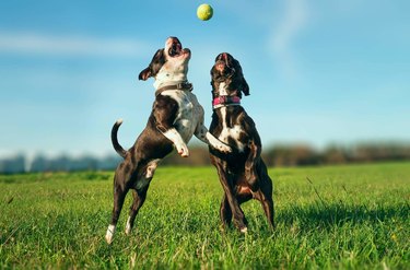 Two Dogs Playing With Ball On Grass