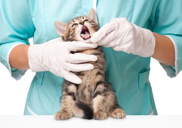 Kitten having their mouth swabbed by a veterinarian.
