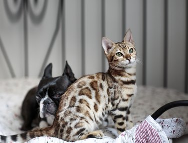 Young Bengal Cat kitten with Boston Terrier