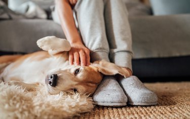 Dog curled up against owner's feet