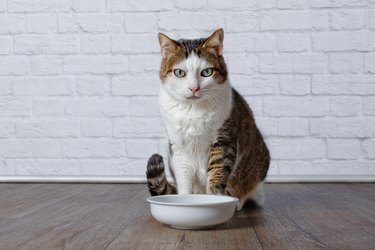 Old tabby cat waiting for food with white bowl in front of him