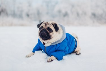 Pug dog lying on snow in park wearing blue coat