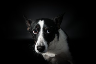 anxious dog portrait on black background
