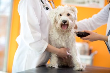 Shaving part of skin Maltese dog before treatment