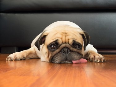 Pug puppy dog sleeping rest chin tongue down on floor