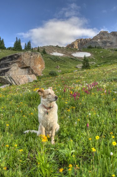 Panorama View of Dog in Mountain Wildflowers