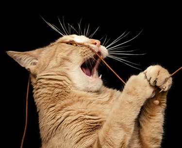 Ginger Cat Playing with a String