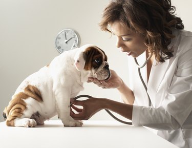 Mixed Race female veterinarian examining puppy