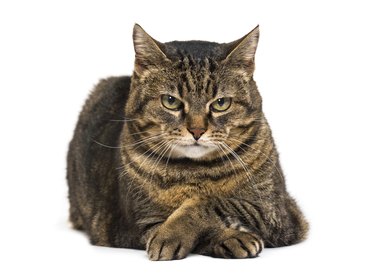 Mixed-breed cat crossed legs lying down and relaxing crossed legs, looking at the camera, isolated on white