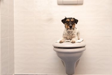 Dog lies on the toilet lid and guards Jack Russell Terrier 3 years old