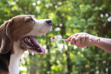 hand with toothbrush extending toward dog