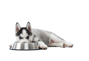Puppy siberian husky dog lying by plate