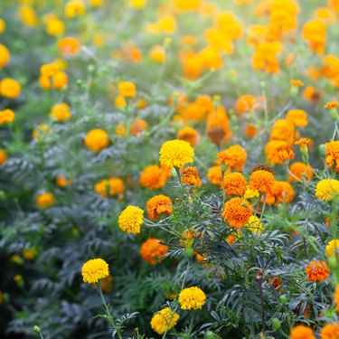 Marigold flowers