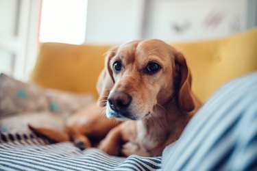 Yellow dog sitting on yellow sofa