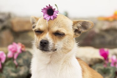 Dog in spring with a flower on her head