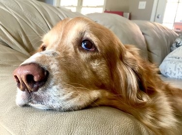 Sullen Golden Retriever with sad eyes