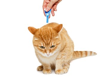 Treatment of cat for fleas and ticks