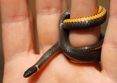 Southern Ringneck Snake Ring