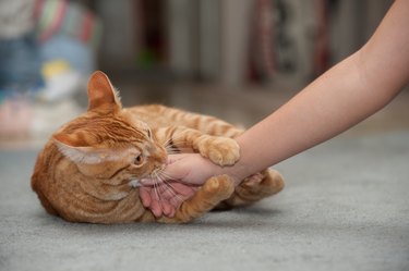 cute orange cat biting person's hand