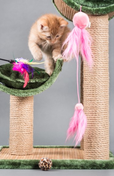 Small kitten plays with a cat tree