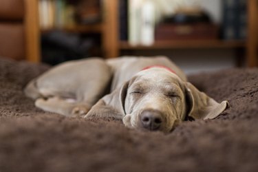 Weimaraner puppy sleeping indoors