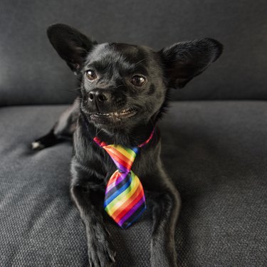 black dog wearing rainbow tie smiles for the camera