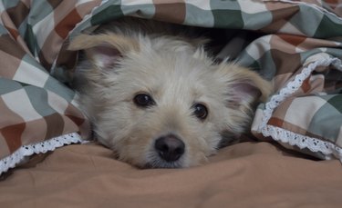 Cute mixed breed dog is lying on bed covered with blanket and looking at camera. Pet looks sad and suppressed. Offending puppy hiding under the blanket. Funny domestic animal scene.