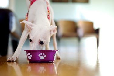 White puppy eating from dog dish.
