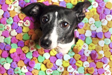 italian greyhound dog surrounded by candy hearts for Valentines Day