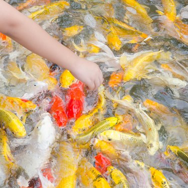 Young boy feeding koi carps