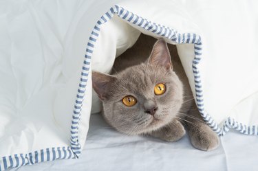 Cats under sheet