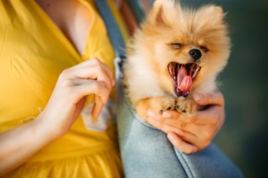 Pomeranian puppy yawning
