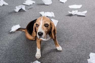 guilty beagle dog with torn paper sitting on floor at home