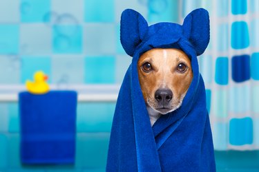 dog in shower wearing blue hooded robe