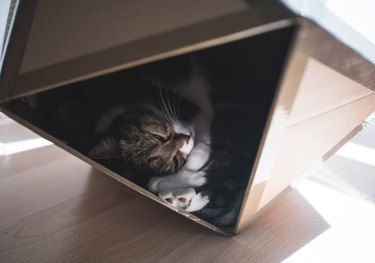 cat relaxing in cave