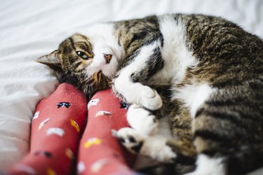 Cat on a bed and feet of a person