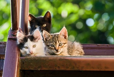 Three colorful kittens look into the camera on a blurred natural background