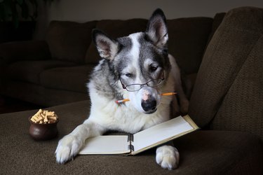 Malamute dog concentrating with a pencil in its mouth on a sofa