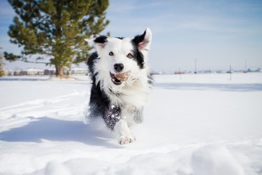 Dog Running in Snow with Tennis Ball