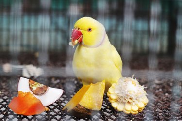 yellow indian ringneck parakeet feeding in cage