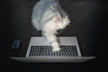 Curious White Persian cat trying to use a laptop